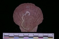 藏品(蝦夷海扇蛤)的圖片